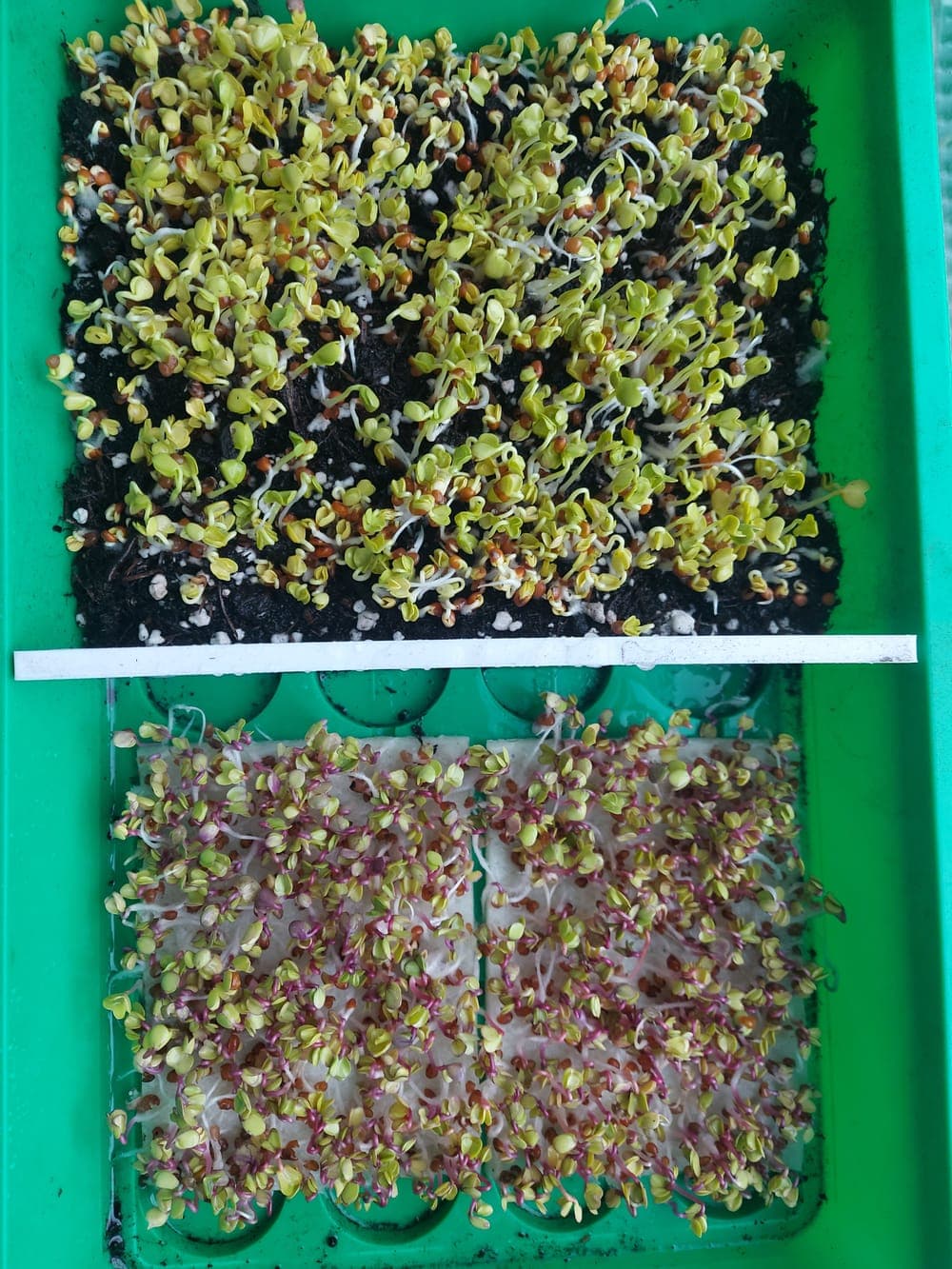 Microgreens am dritten Tag des Zyklus